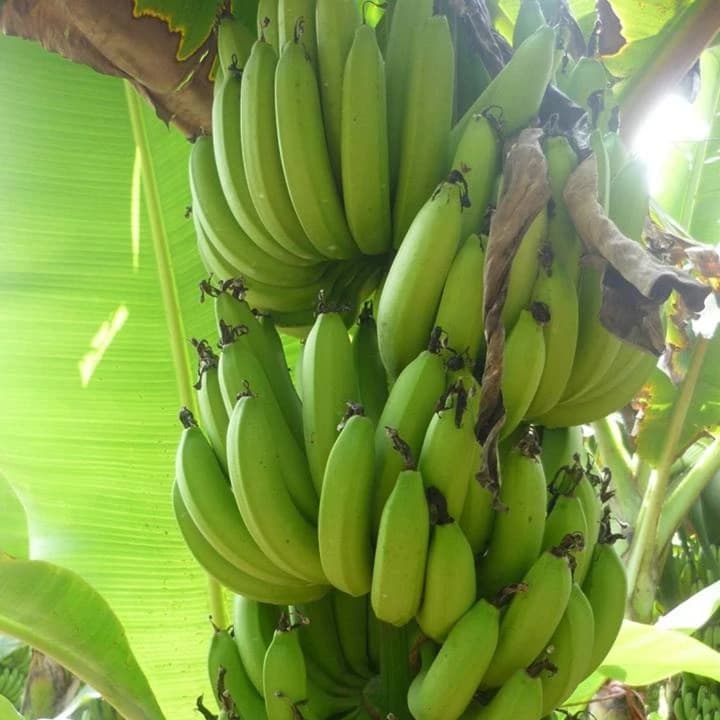 Banana