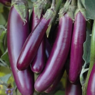 Brinjal