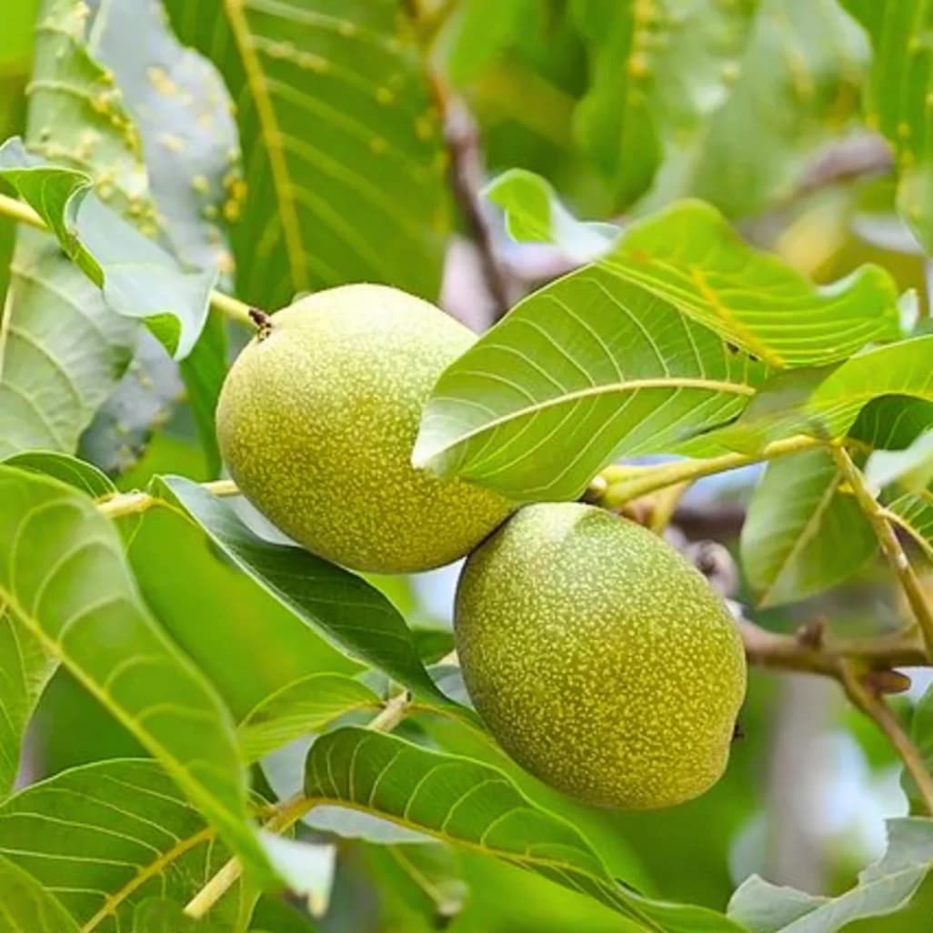 Walnut