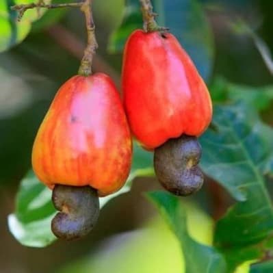 Cashew Nut