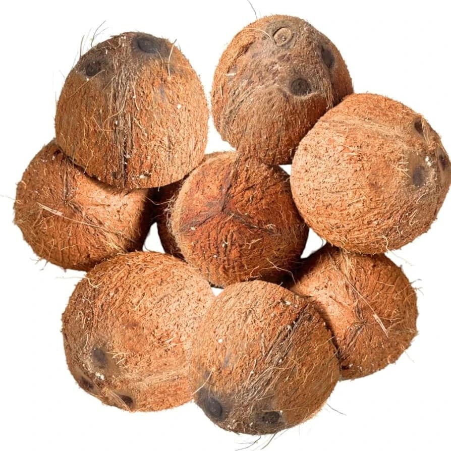 Coconut shell